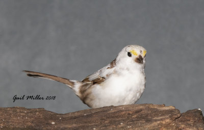 Partially leucistic White-throated Sparrow
This bird spent last Winter at my house and returned again this year!!