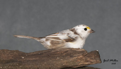 Partially leucistic White-throated Sparrow
This bird spent last Winter at my house and returned again this year!!