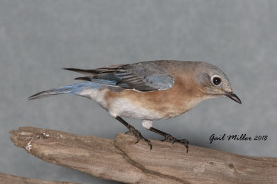 Eastern Bluebird, female