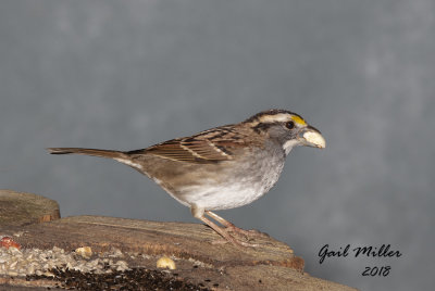 White-throated Sparrow with a peanut