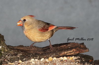 Northern Cardinal, female
This is Lucy, she has light colored primary feathers.