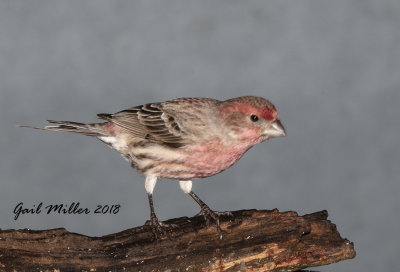 House Finch