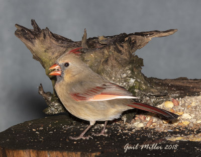 Northern Cardinal, female
This is Lucy, she has light colored primary feathers.