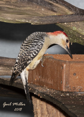 Red-bellied Woodpecker 
At the mealworm feeder