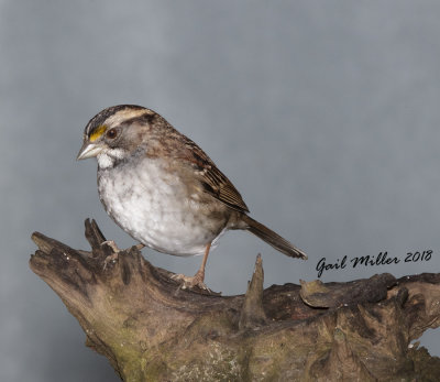 White-throated Sparrow