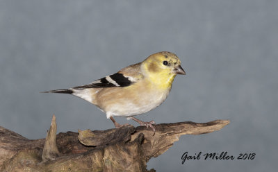 American Goldfinch