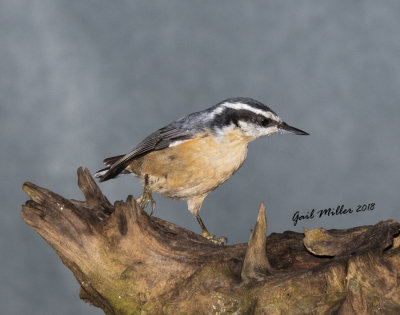 Red-breasted Nuthatch