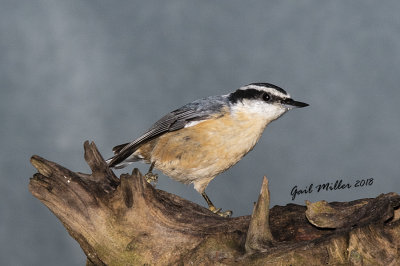 Red-breasted Nuthatch