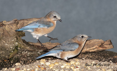 Eastern Bluebird, females