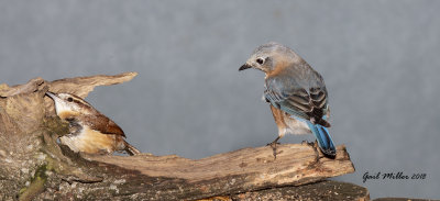 Carolina Wren and Eastern Bluebird, female