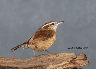 Carolina Wren