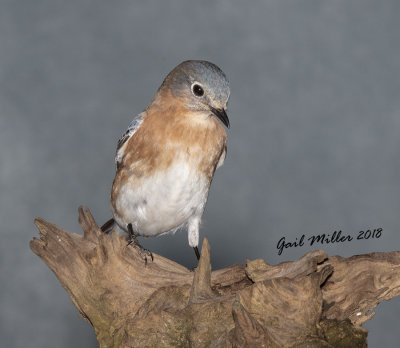 Eastern Bluebird, female