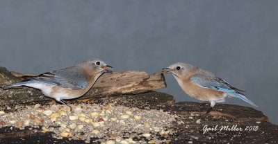 Eastern Bluebird, females