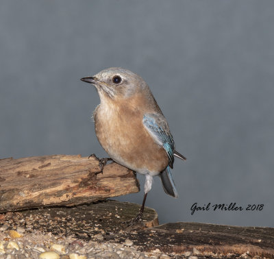 Eastern Bluebird, female