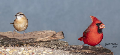 Carolina Wren and Northern Cardinal, male