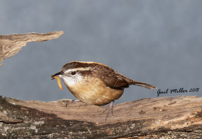 Carolina Wren 
With a mealworm