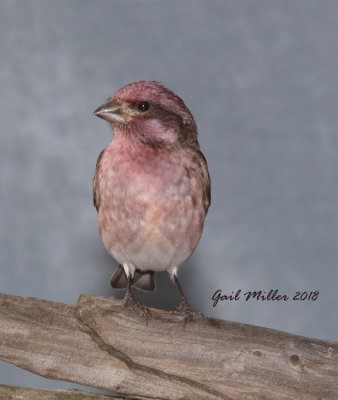 Purple Finch, male