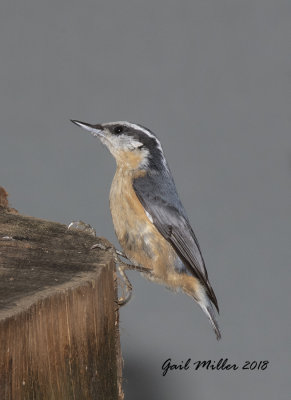 Red-breasted Nuthatch