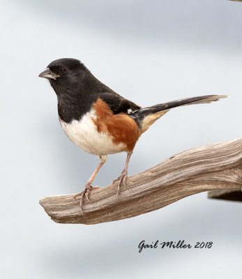 Eastern Towhee, male