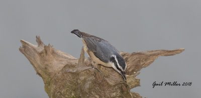 Red-breasted Nuthatch