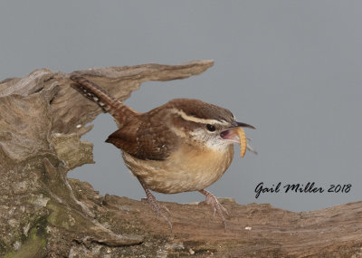 Carolina Wren