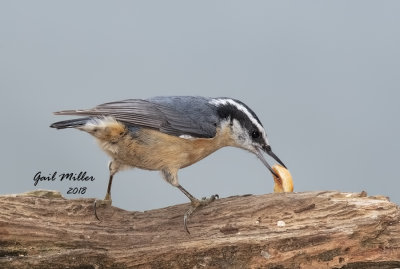 Red-breasted Nuthatch