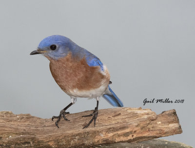 Eastern Bluebird, male