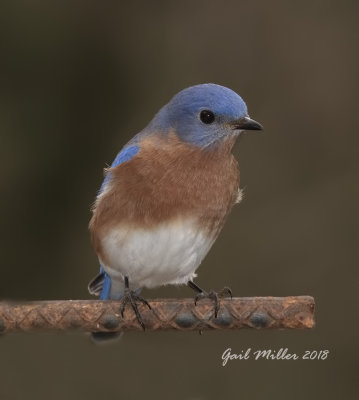 Eastern Bluebird, male