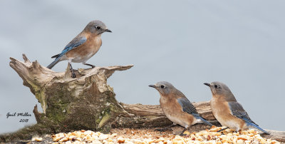Eastern Bluebird, females