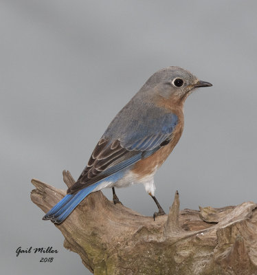 Eastern Bluebird, female