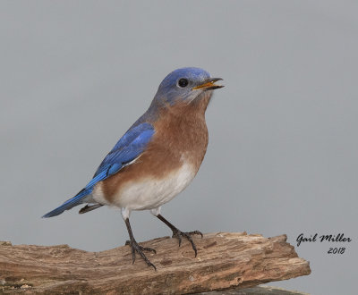 Eastern Bluebird, male