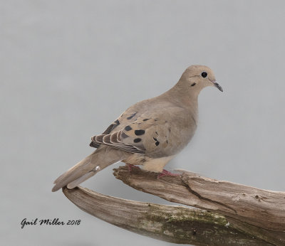 Mourning Dove