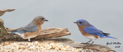 Eastern Bluebird
Female and Male