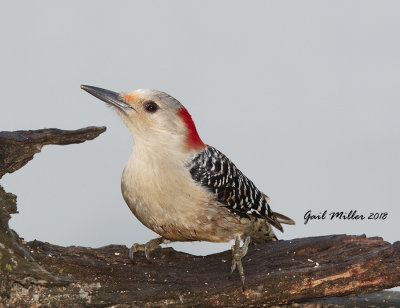 Red-bellied Woodpecker, female