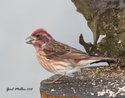 Purple Finch, male