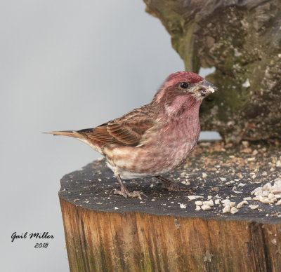 Purple Finch, male