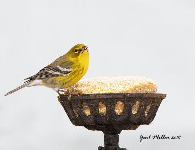 Pine Warbler