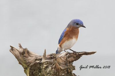 Eastern Bluebird, male