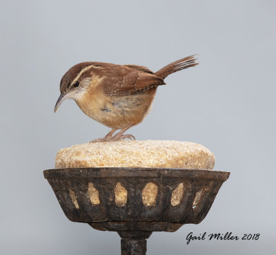 Carolina Wren