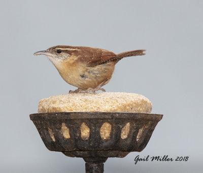 Carolina Wren