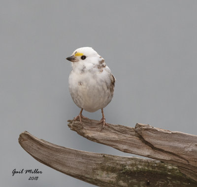 Partially Leucistic White-throated Sparrow