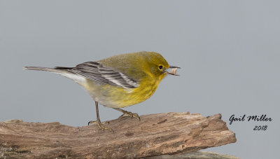 Pine Warbler