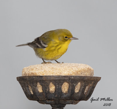 Pine Warbler