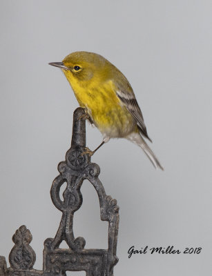 Pine Warbler