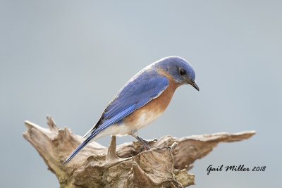 Eastern Bluebird, male