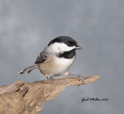 Carolina Chickadee