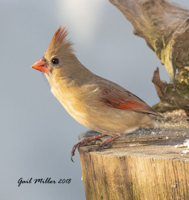 Northern Cardinal, female