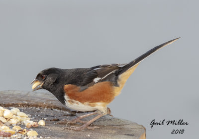 Eastern Towhee, male