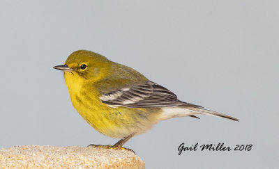 Pine Warbler