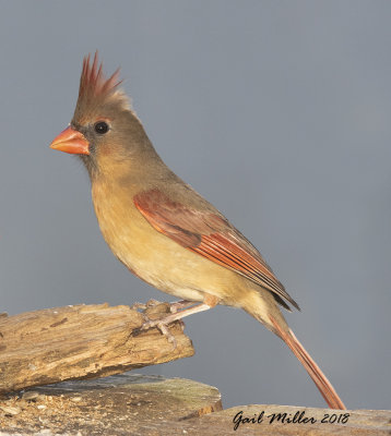 Northern Cardinal, female